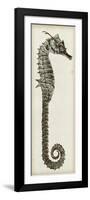 Vintage Seahorse II-null-Framed Art Print