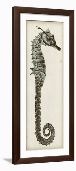 Vintage Seahorse II-null-Framed Premium Giclee Print