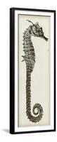 Vintage Seahorse II-null-Framed Premium Giclee Print