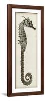 Vintage Seahorse II-null-Framed Premium Giclee Print