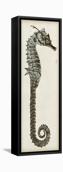 Vintage Seahorse II-null-Framed Stretched Canvas