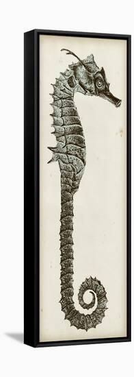 Vintage Seahorse II-null-Framed Stretched Canvas