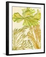 Vintage Seaweed Collection I-Melissa Wang-Framed Art Print
