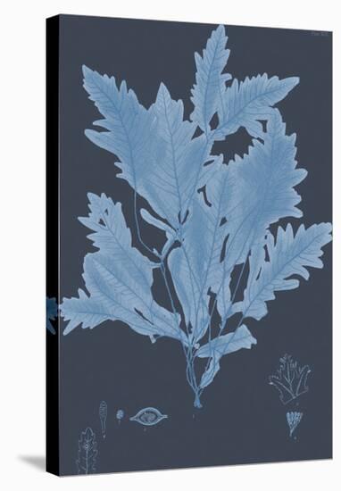 Vintage Seaweed - Crest-Henry Bradbury-Stretched Canvas