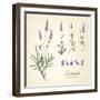 Vintage Set of Lavender Flowers Elements. Botanical Illustration. . Lavender Hand Drawn. Watercolor-Kotkoa-Framed Art Print