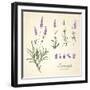 Vintage Set of Lavender Flowers Elements. Botanical Illustration. . Lavender Hand Drawn. Watercolor-Kotkoa-Framed Art Print