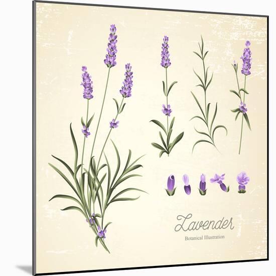 Vintage Set of Lavender Flowers Elements. Botanical Illustration. . Lavender Hand Drawn. Watercolor-Kotkoa-Mounted Art Print