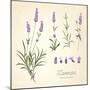 Vintage Set of Lavender Flowers Elements. Botanical Illustration. . Lavender Hand Drawn. Watercolor-Kotkoa-Mounted Art Print