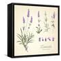 Vintage Set of Lavender Flowers Elements. Botanical Illustration. . Lavender Hand Drawn. Watercolor-Kotkoa-Framed Stretched Canvas