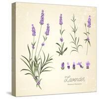 Vintage Set of Lavender Flowers Elements. Botanical Illustration. . Lavender Hand Drawn. Watercolor-Kotkoa-Stretched Canvas