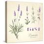 Vintage Set of Lavender Flowers Elements. Botanical Illustration. . Lavender Hand Drawn. Watercolor-Kotkoa-Stretched Canvas