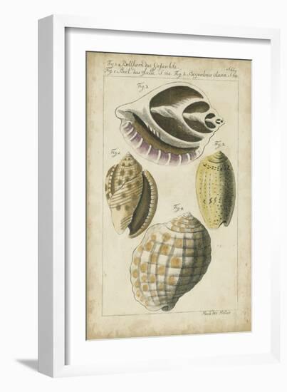 Vintage Shell Study I-Martini-Framed Art Print