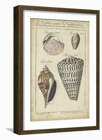 Vintage Shell Study II-Martini-Framed Art Print