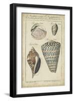 Vintage Shell Study II-Martini-Framed Art Print