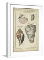 Vintage Shell Study II-Martini-Framed Art Print