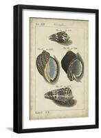 Vintage Shell Study III-Martini-Framed Art Print