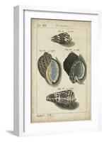 Vintage Shell Study III-Martini-Framed Art Print