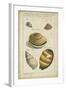 Vintage Shell Study IV-Martini-Framed Art Print