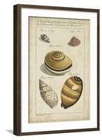 Vintage Shell Study IV-Martini-Framed Art Print