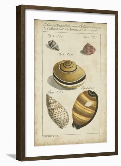 Vintage Shell Study IV-Martini-Framed Art Print