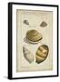 Vintage Shell Study IV-Martini-Framed Art Print