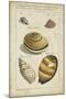 Vintage Shell Study IV-Martini-Mounted Art Print