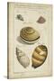 Vintage Shell Study IV-Martini-Stretched Canvas