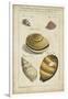 Vintage Shell Study IV-Martini-Framed Art Print