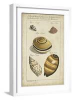 Vintage Shell Study IV-Martini-Framed Art Print