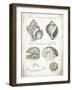 Vintage Shells I-Gwendolyn Babbitt-Framed Art Print