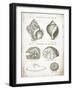 Vintage Shells I-Gwendolyn Babbitt-Framed Art Print