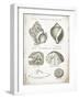 Vintage Shells I-Gwendolyn Babbitt-Framed Art Print