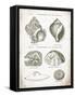 Vintage Shells I-Gwendolyn Babbitt-Framed Stretched Canvas