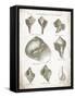 Vintage Shells II-Gwendolyn Babbitt-Framed Stretched Canvas