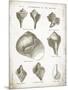 Vintage Shells II-Gwendolyn Babbitt-Mounted Art Print