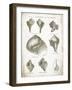 Vintage Shells II-Gwendolyn Babbitt-Framed Art Print