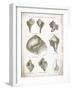 Vintage Shells II-Gwendolyn Babbitt-Framed Art Print