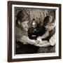 Vintage Shot of a Man Being Tattooed-null-Framed Premium Photographic Print
