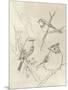 Vintage Songbird Sketch I-June Erica Vess-Mounted Art Print
