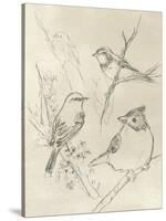 Vintage Songbird Sketch I-June Erica Vess-Stretched Canvas