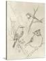 Vintage Songbird Sketch I-June Erica Vess-Stretched Canvas