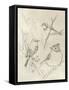 Vintage Songbird Sketch I-June Erica Vess-Framed Stretched Canvas