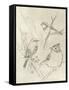 Vintage Songbird Sketch I-June Erica Vess-Framed Stretched Canvas