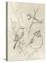 Vintage Songbird Sketch I-June Erica Vess-Stretched Canvas