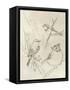 Vintage Songbird Sketch I-June Erica Vess-Framed Stretched Canvas