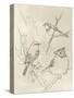 Vintage Songbird Sketch I-June Erica Vess-Stretched Canvas