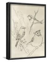 Vintage Songbird Sketch I-June Erica Vess-Framed Art Print