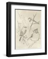 Vintage Songbird Sketch I-June Erica Vess-Framed Art Print