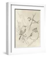 Vintage Songbird Sketch I-June Erica Vess-Framed Art Print