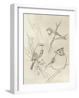 Vintage Songbird Sketch I-June Erica Vess-Framed Art Print